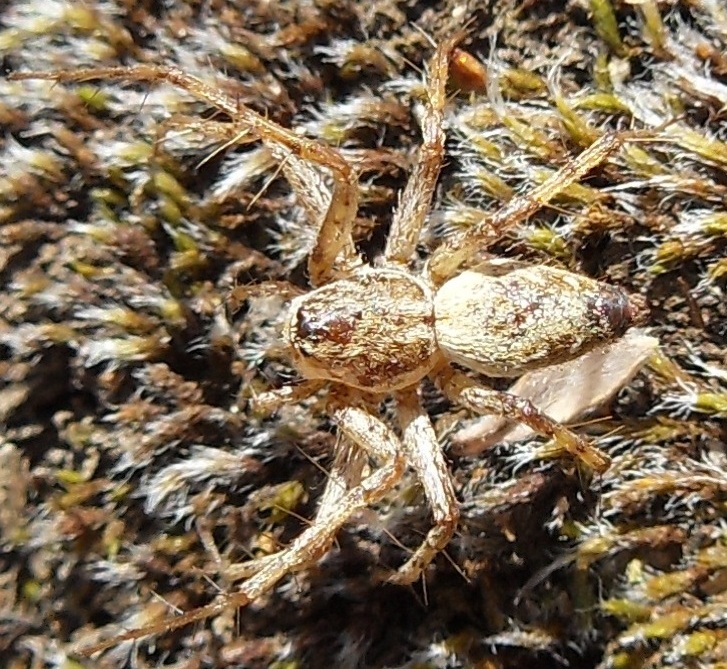 Oxyopes spp. - chiedo identificazione delle specie
